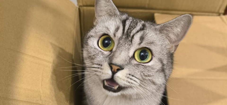 Фото питомцев: кот Смоки и кошка Нэсси наслаждаются жизнью