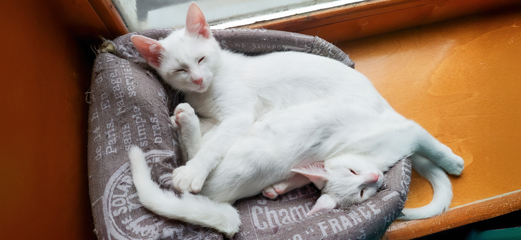 «Топали лапищами, как ретивые кони»: я спасла с улицы котят Снежка, Пушка и Люциферку