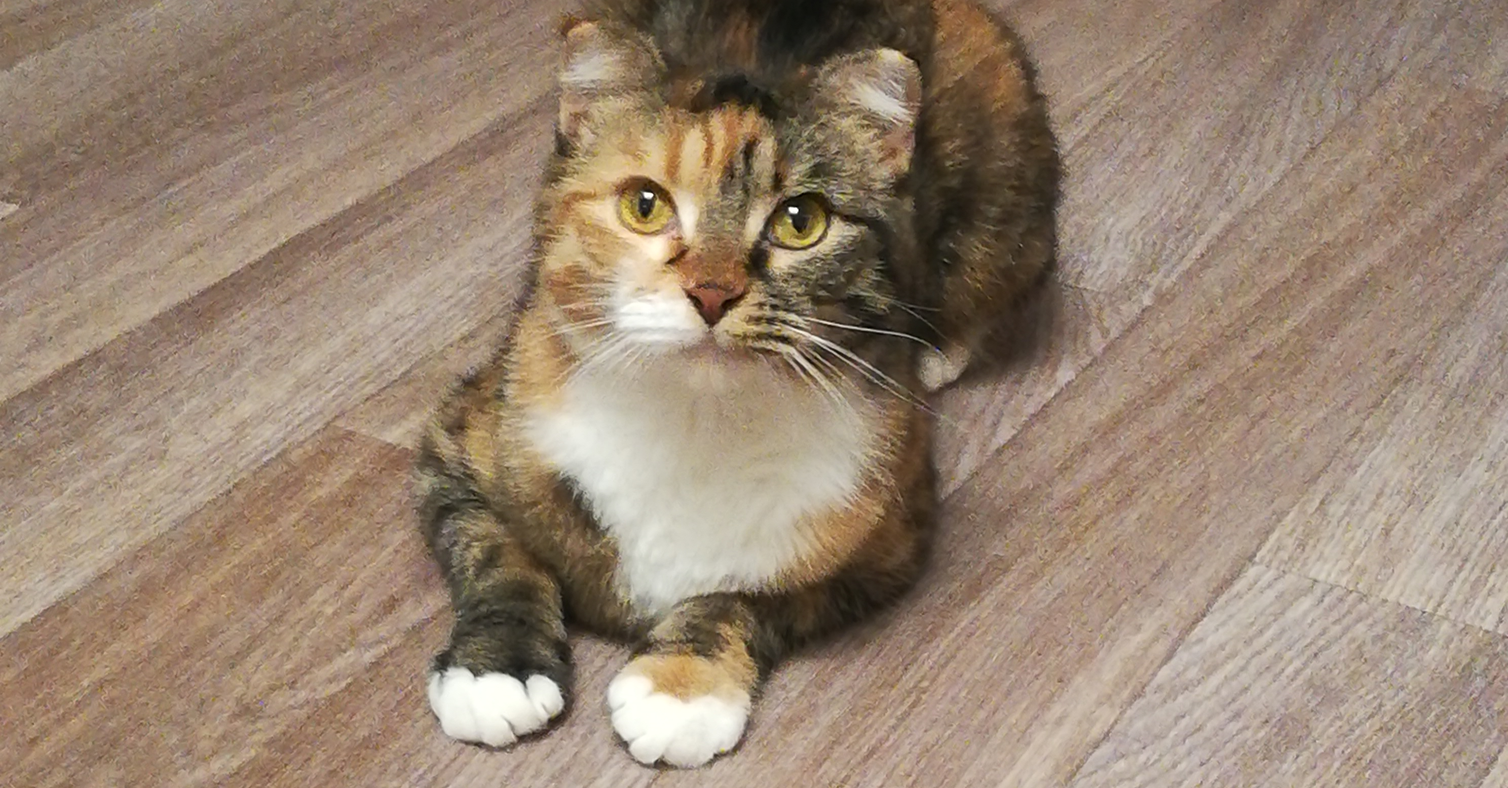 Фото питомцев: кошка Соня ждет, когда с ней поиграют, а Вася пристально наблюдает