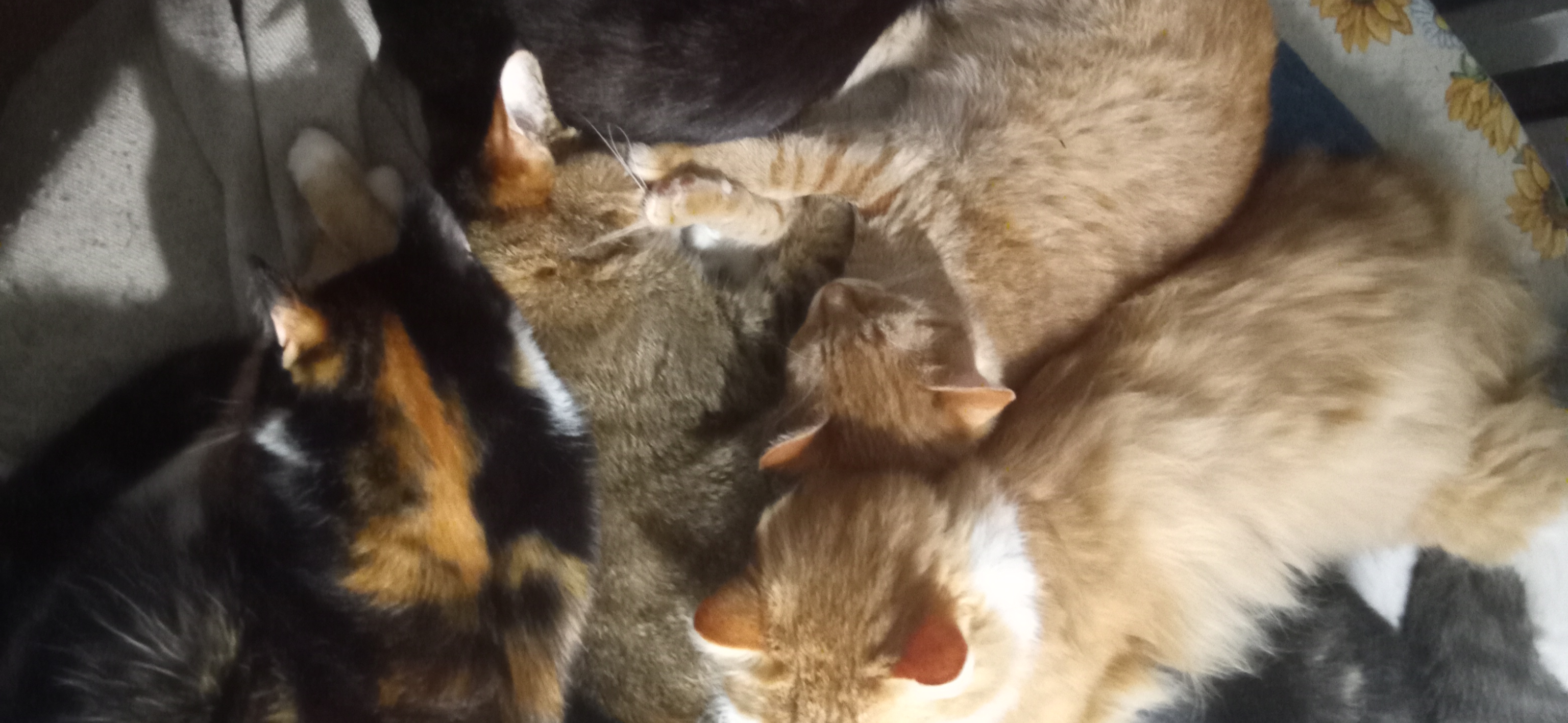 Фото питомца: коты спят в куче на столе