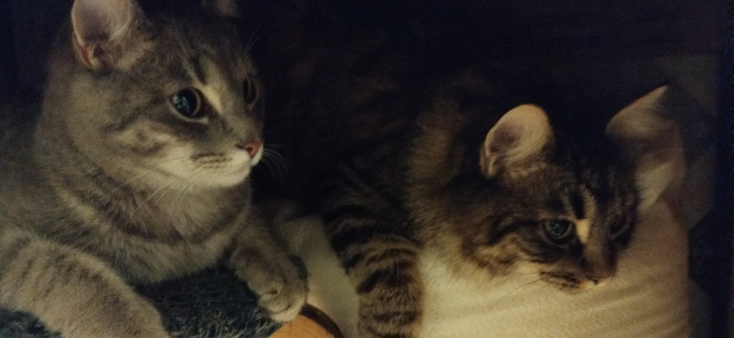 Фото питомцев: кот Степа и кошка Клепа отдыхают