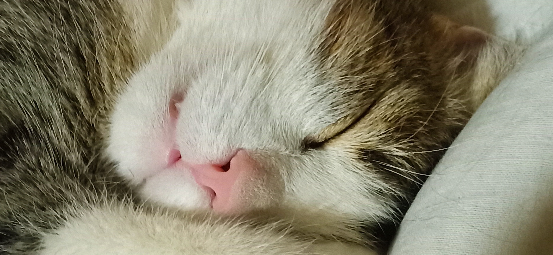 Фото питомца: коты Тигрик и Шустрик наслаждаются жизнью