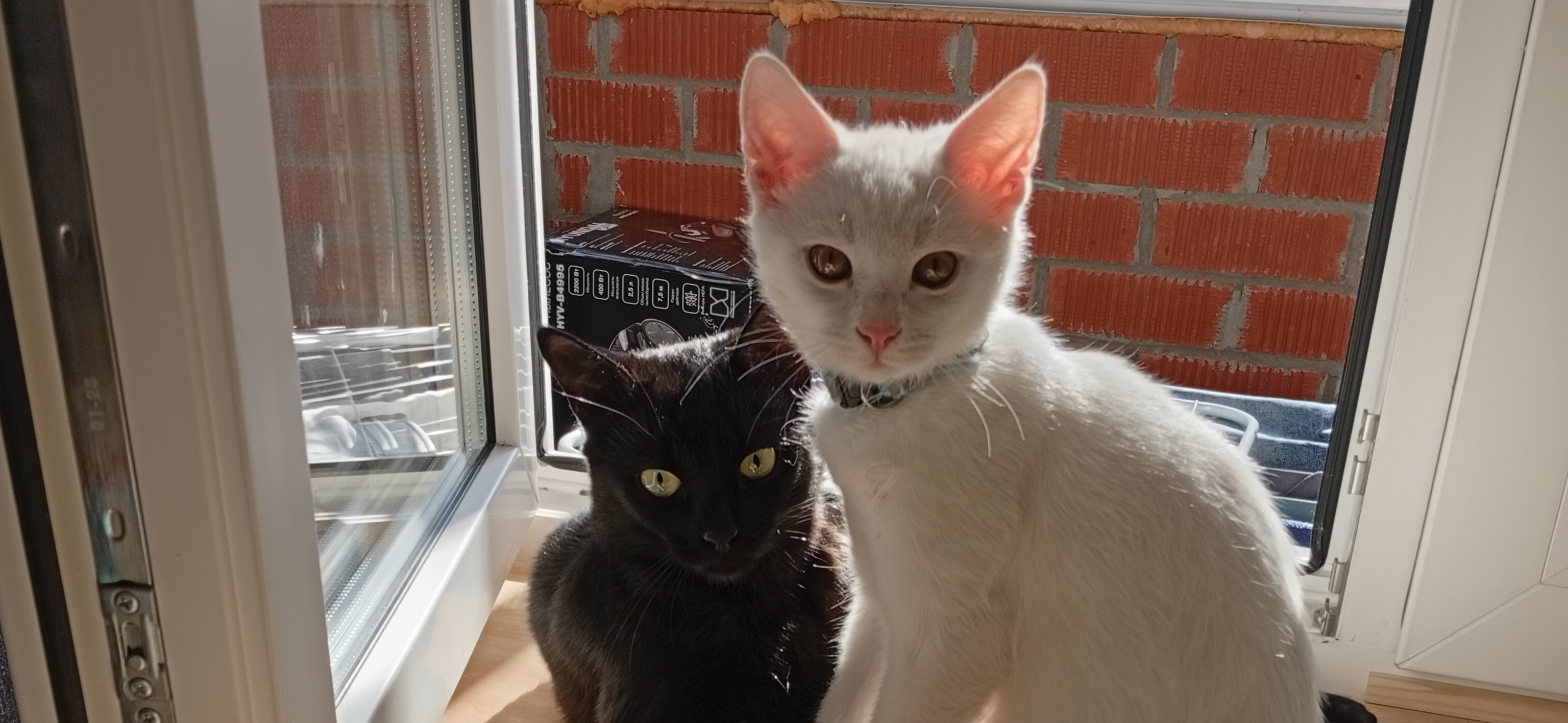 Фото питомца: коты Тимофей и Умка охраняют вашу честь