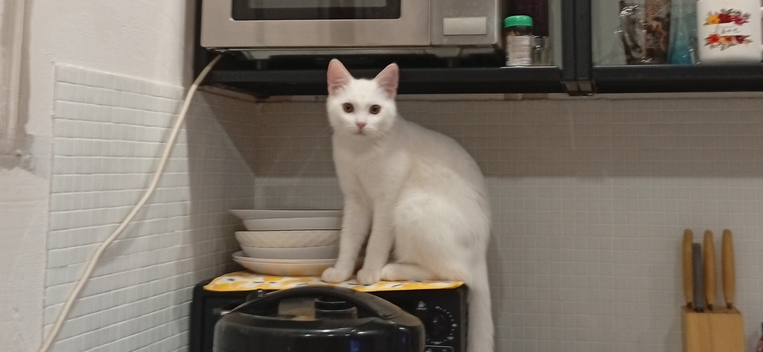 Фото питомца: коты Тимофей и Умка помогают готовить еду