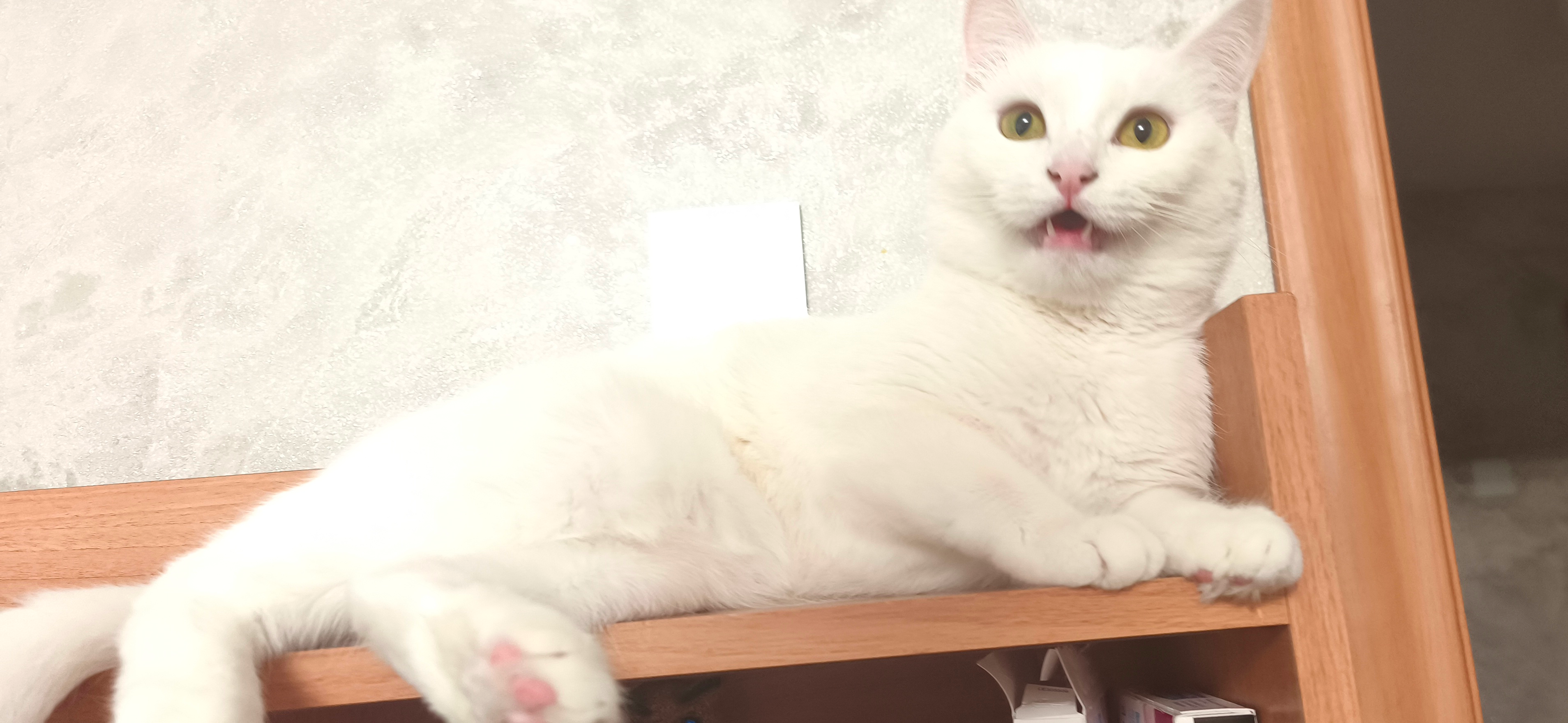 Я живу с котом Тимошкой и кошками Снежкой и Лаской и трачу на них около 36 000 ₽ в месяц