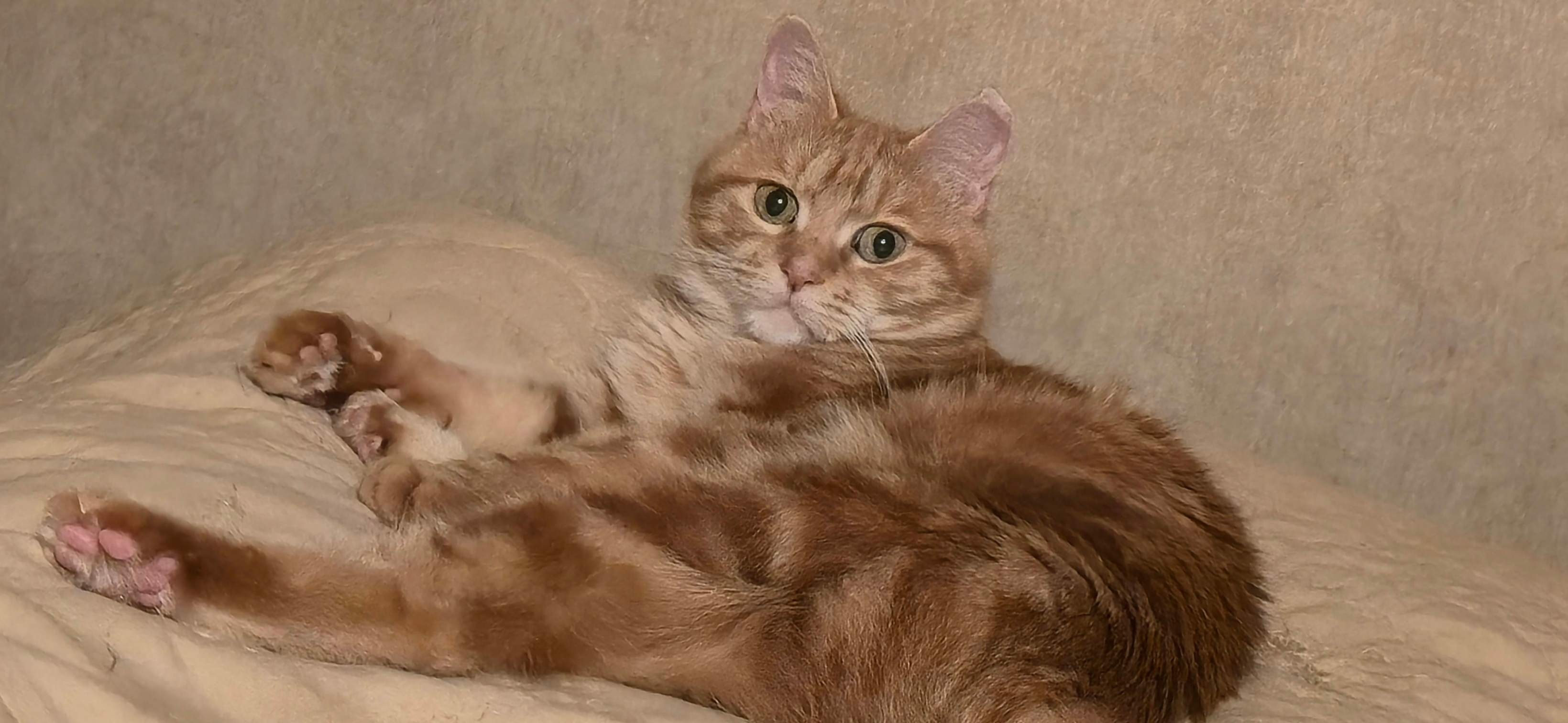 Фото питомцев: кот Тоша и кошка Рыся отдыхают