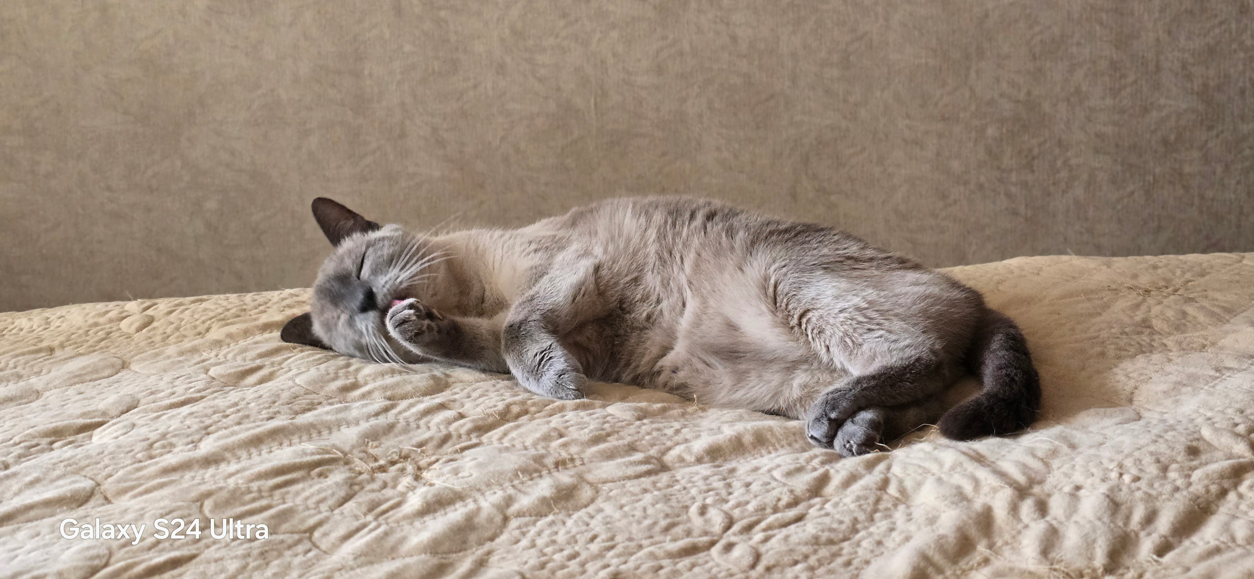 Фото питомцев: кот Тоша и кошка Рыся сладко спят