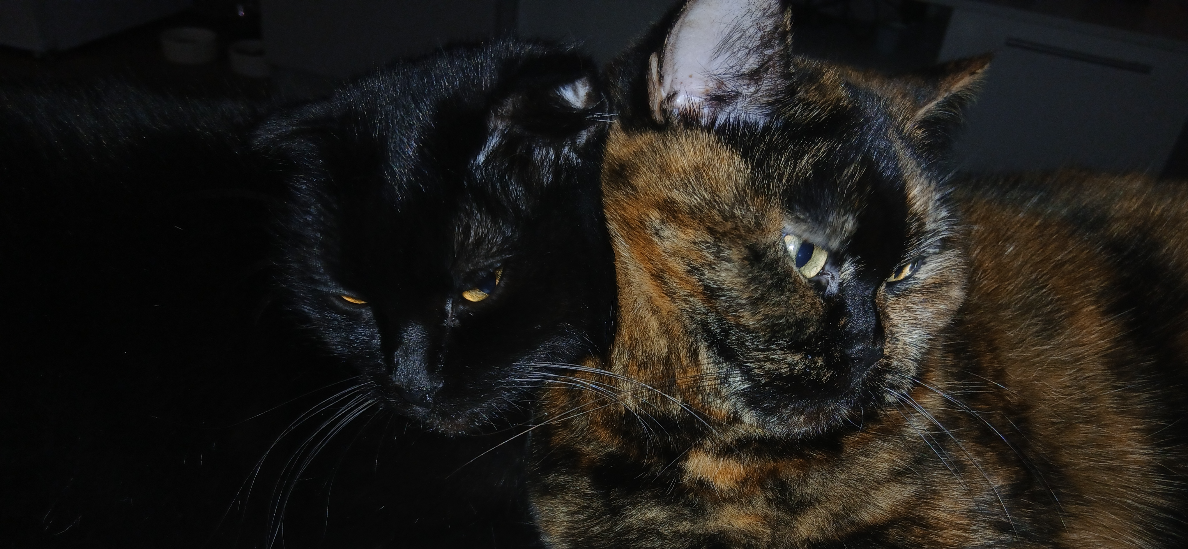 Фото питомцев: три кошки отдыхают