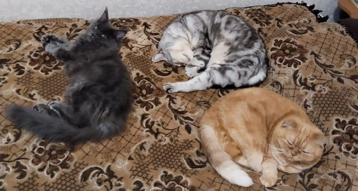 Фото питомцев: три кота отдыхают