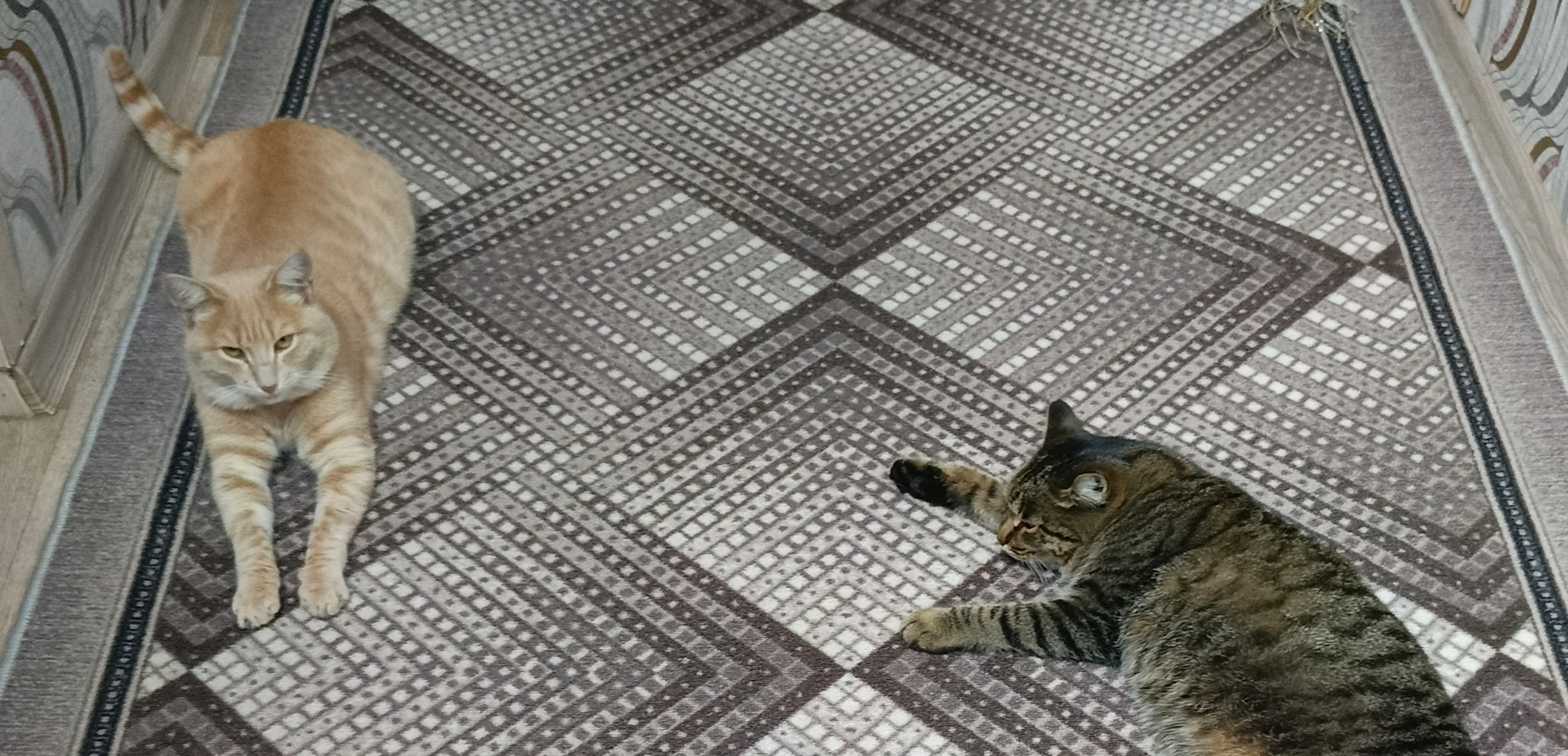 Фото питомцев: кот Цыганенок и кошки Рыжаня и Кузина отдыхают