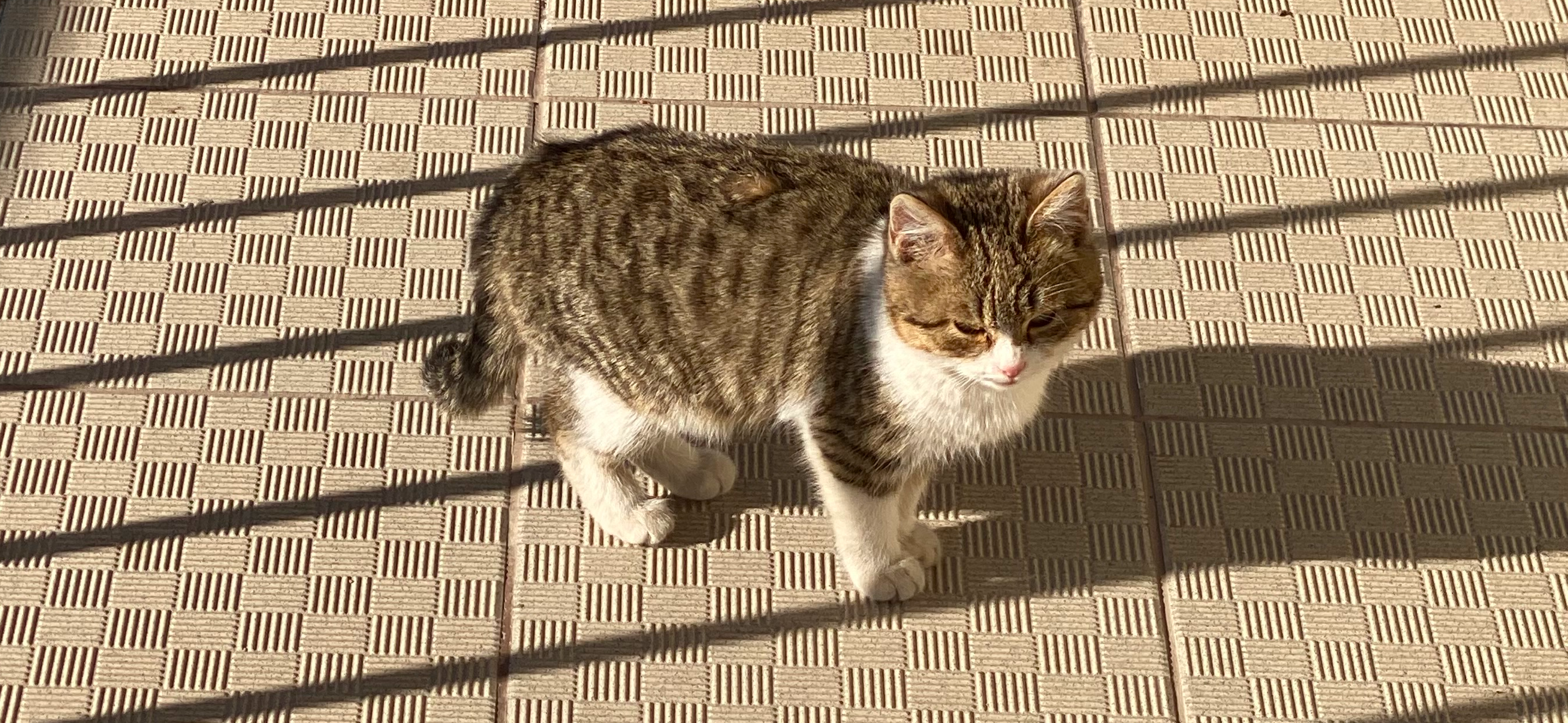 Фото питомца: уличные коты живут сытую и счастливую жизнь