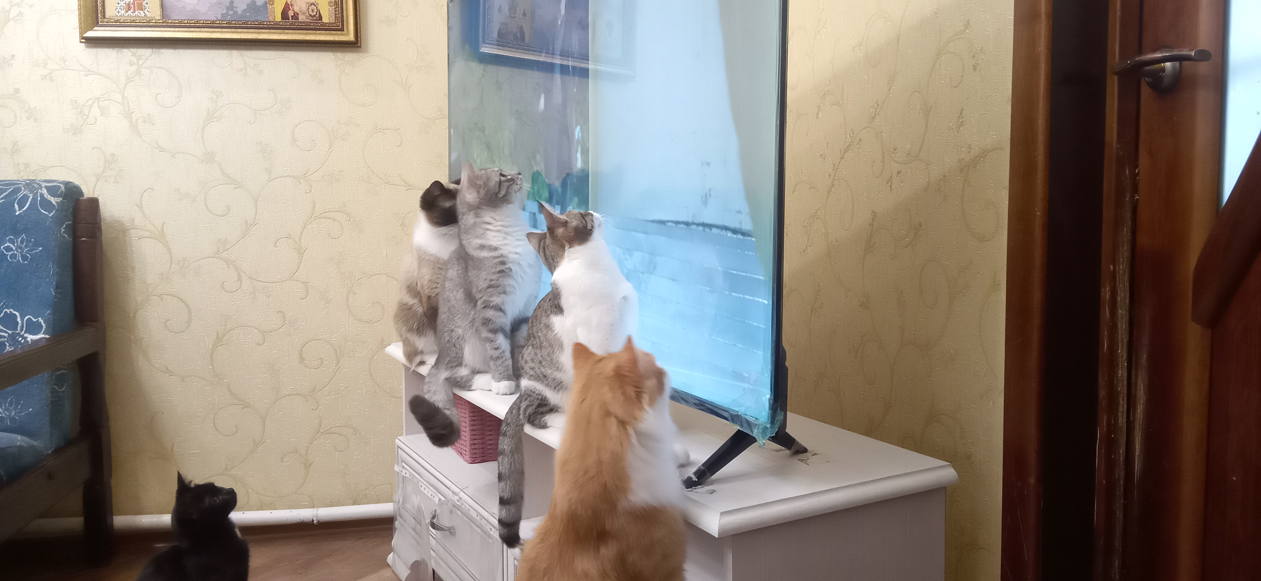 Фото питомцев: кошки увлеченно смотрят телевизор