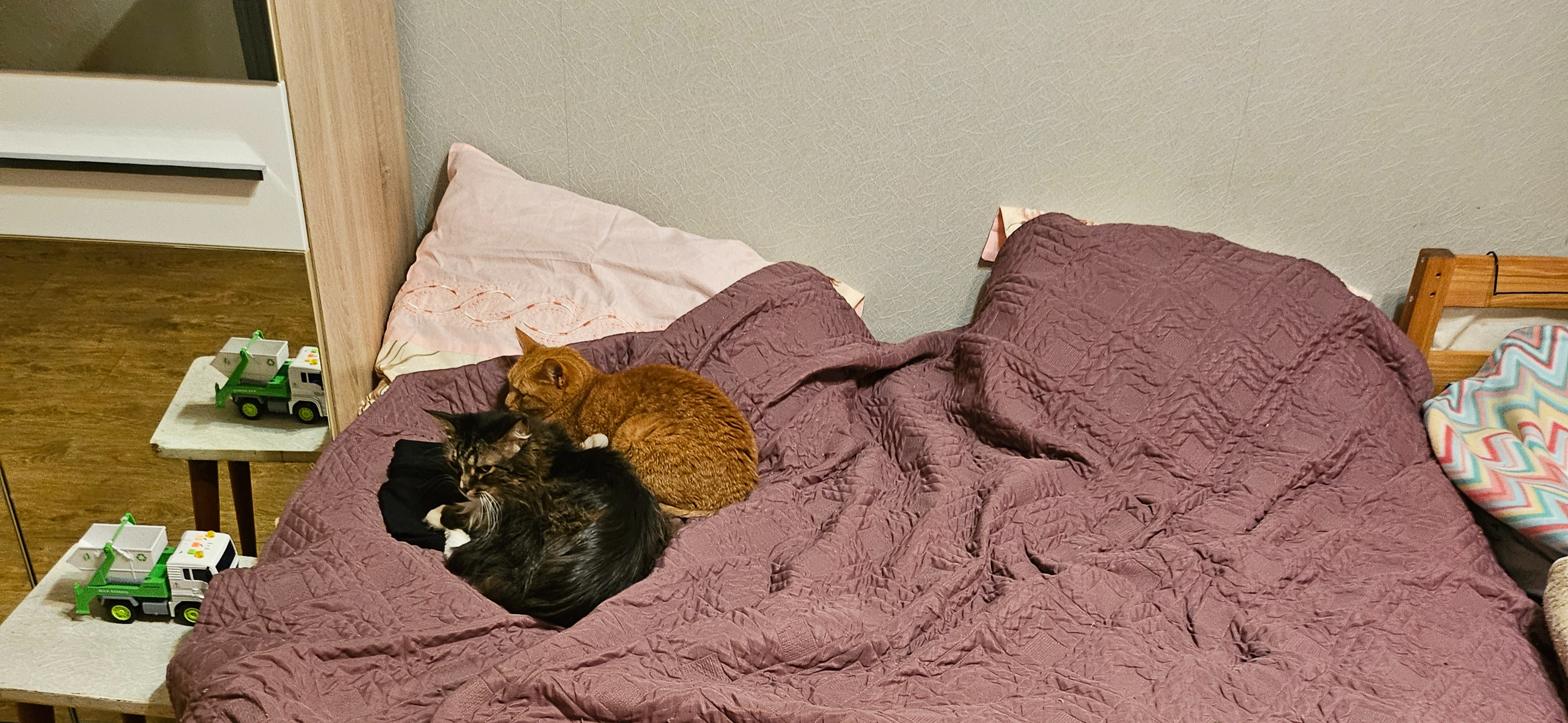 Фото питомцев: коты Вайсик, Саймон и Стива и кошка Сима отдыхают