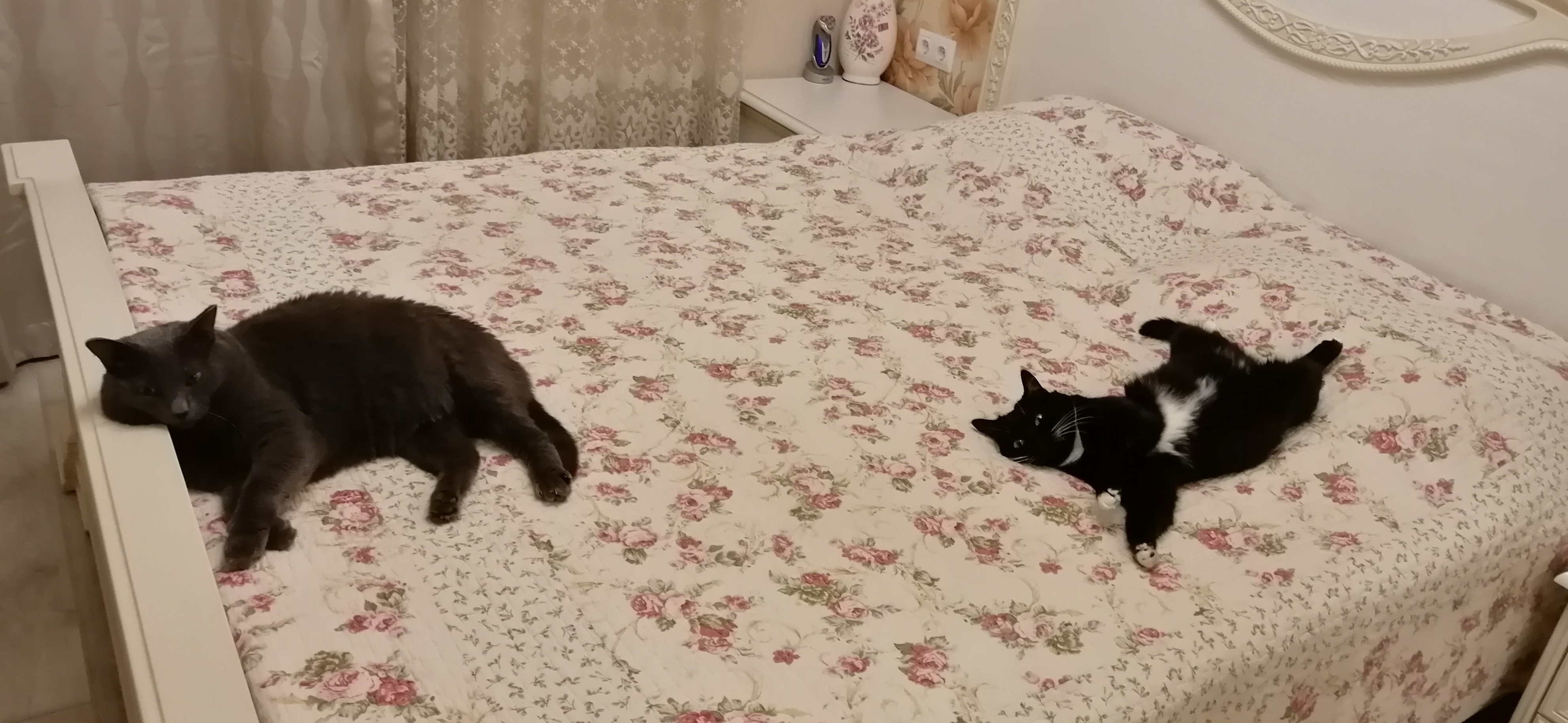 Фото питомцев: кот Василий и кошка Кнопка разлеглись на кровати