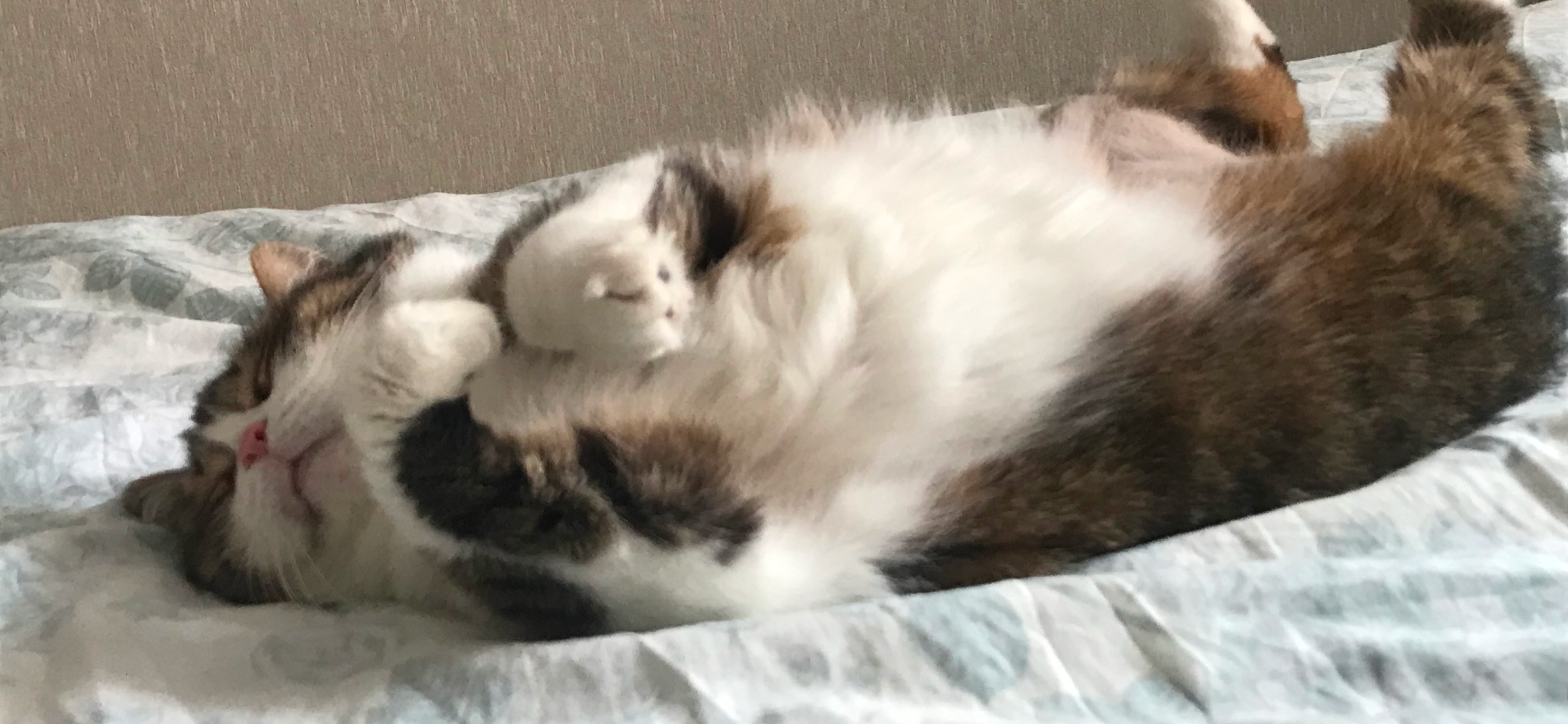 Фото питомцев: кот Василий и кошка Мурка наслаждаются жизнью