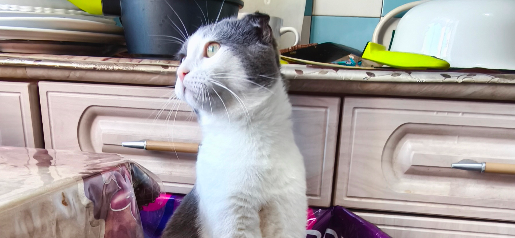 Фото питомцев: кот Заюшик наблюдает за птичкой, а Бусик валяется на холодном линолеуме