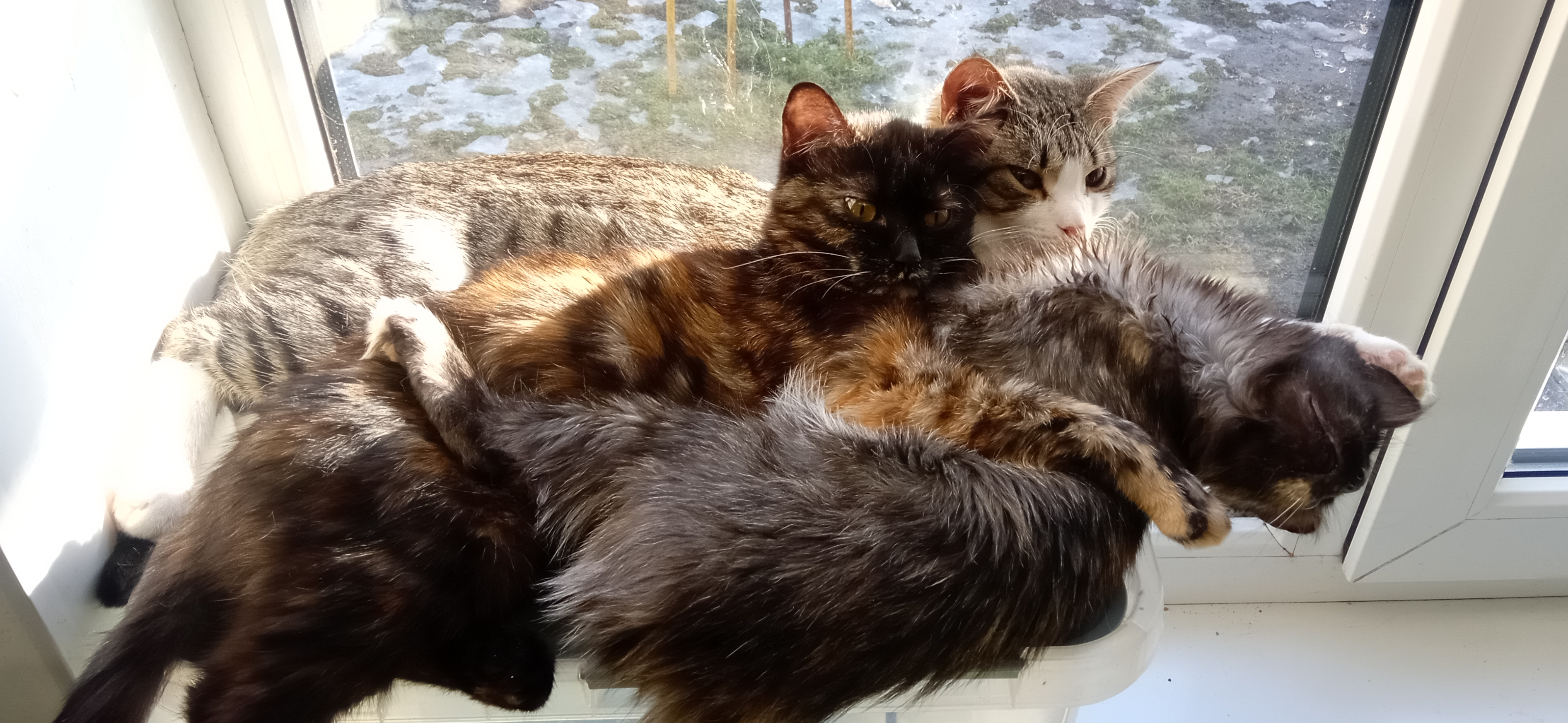 Фото питомцев: кошки Зара, Лола и Бумбарашка ждут весну