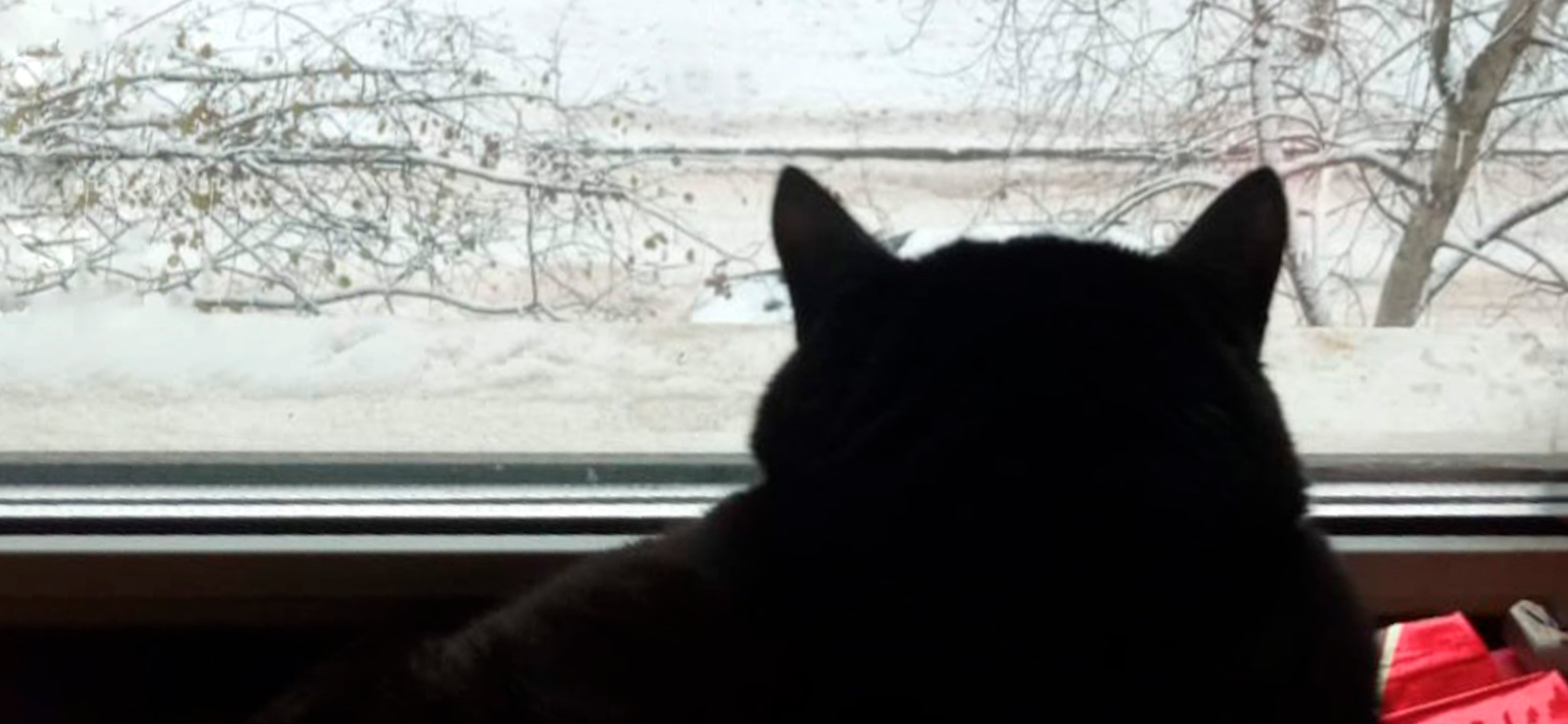 Фото питомца: кот Пал Палыч опечален наступлением зимы