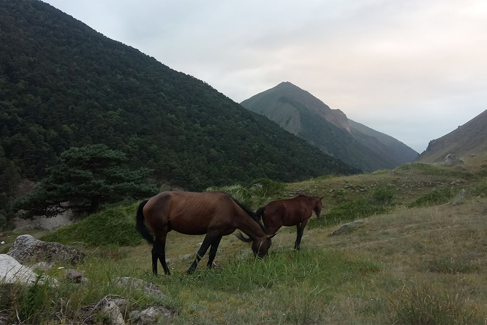 В горах Кабардино-Балкарии можно встретить пасущихся лошадей