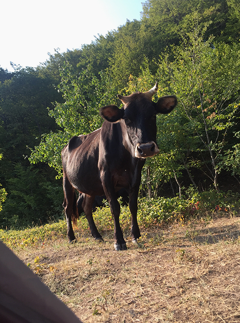 В Дагестане в 7 утра нас разбудило мычание. Коровы съели арбузные корки и покушались на еще целую дыню