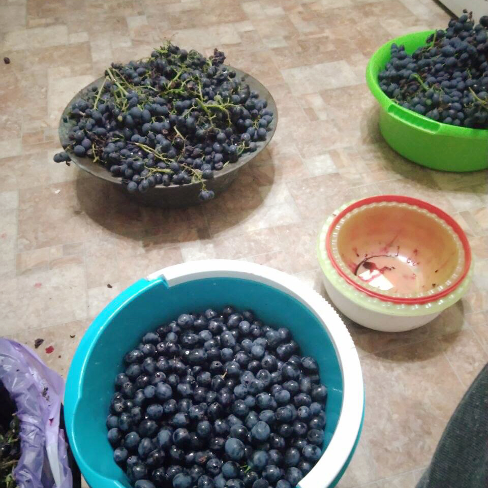 Мой папа берет такой виноград — это сорт «изабелла»