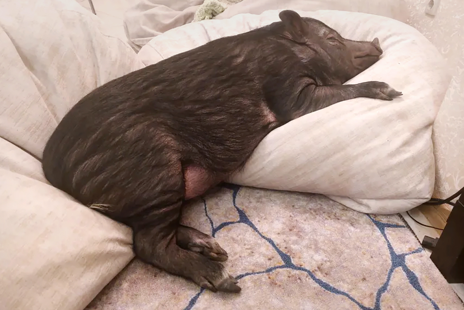 На фото мой пигушка, просто для иллюстрации