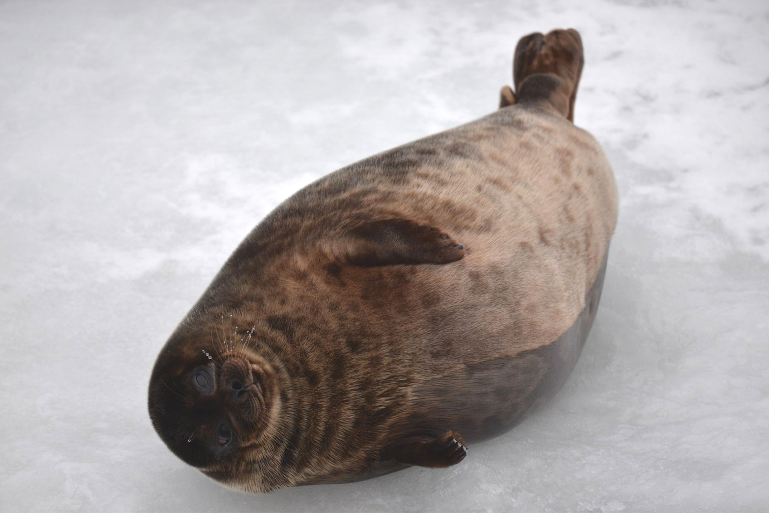 Так выглядит балтийская нерпа. Источник: balticseal.org