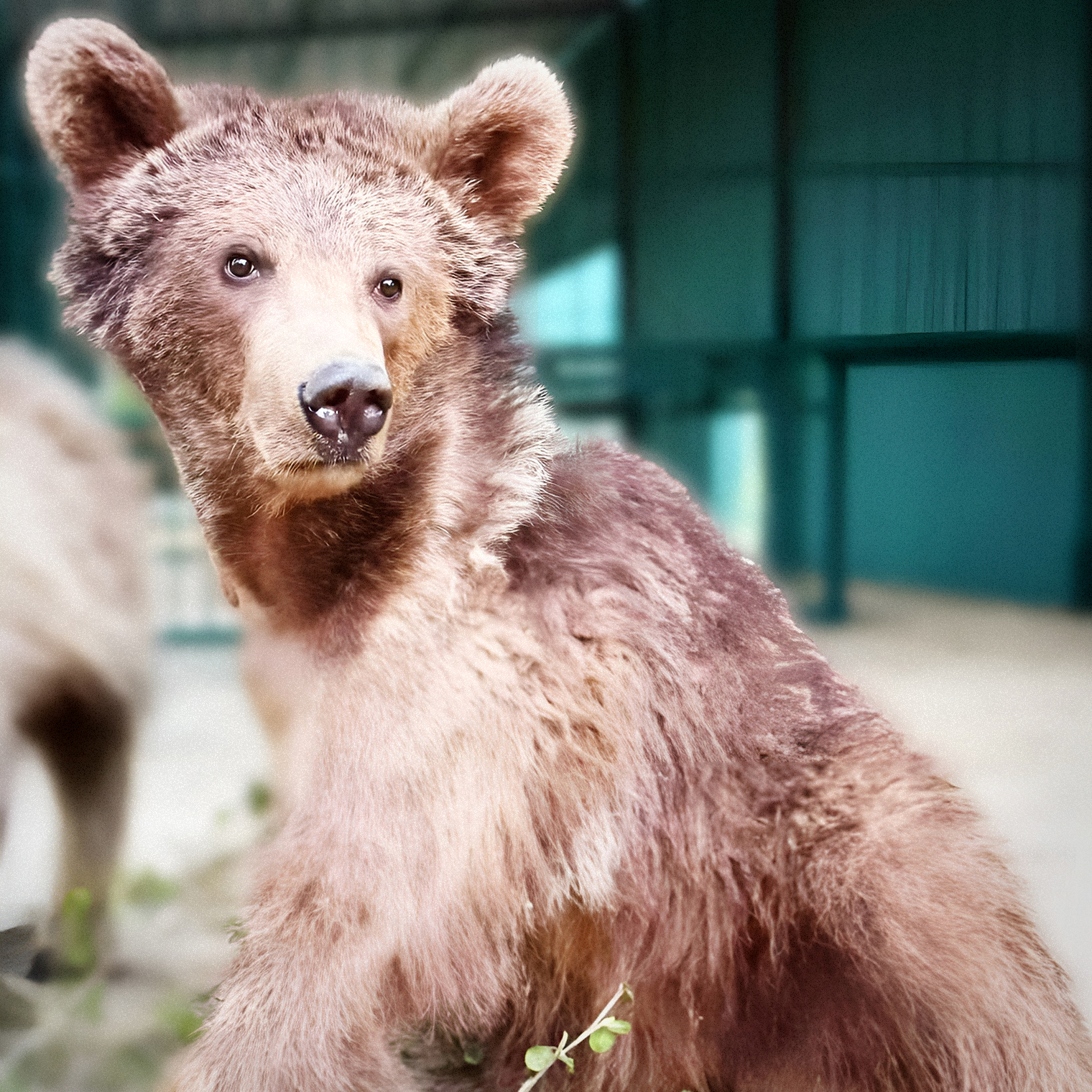 Медведица Груша из парка «Земля прайда». Источник: соцсети @lions_moscow