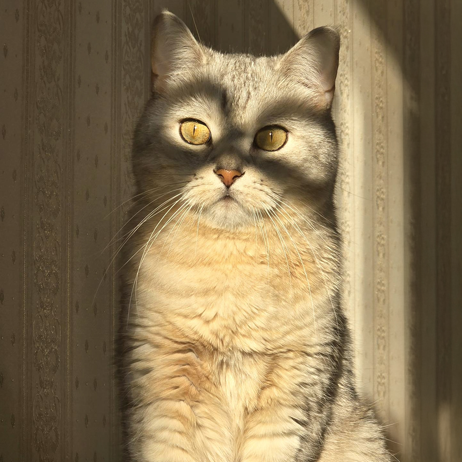 Джесик играет в Зорро