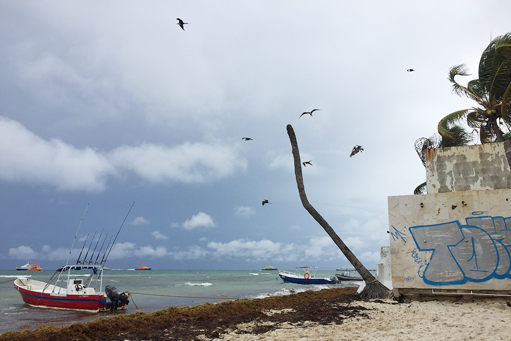 В мае в Мексике погода портится, чаще случаются дожди, к тому же в последние годы на берег выбрасывает саргассовы водоросли. Но за десять дней, что мы там отдыхали, была всего пара пасмурных дней. На фото — пляж в городке Плая⁠-⁠дель⁠-⁠Кармен