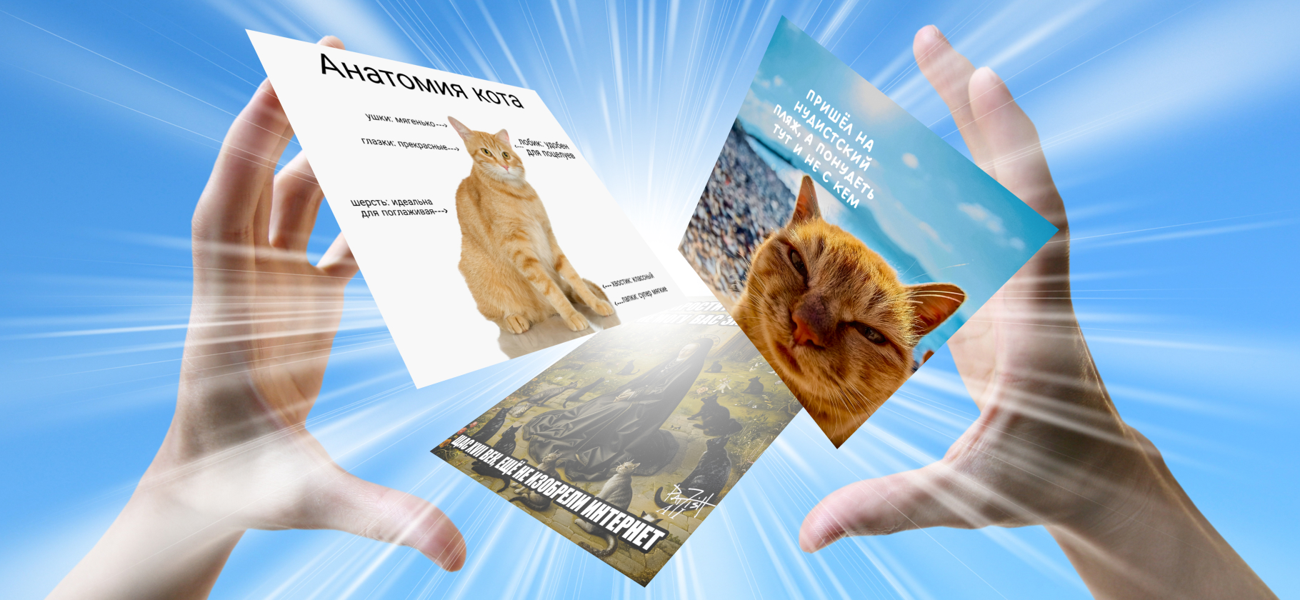 10 забавных карти­нок с котиками