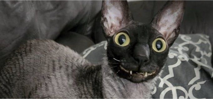 Мой любимый мем про кота с бананом