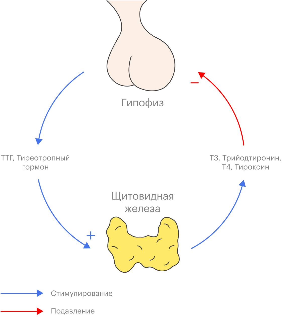 Анализ на ТТГ (тиреотропный гормон) - расшифровка и нормы