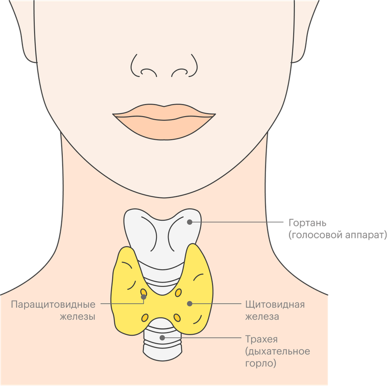 Функции и гормоны щитовидной железы, заболевания щитовидки: симптомы гипотиреоза и гипертиреоза