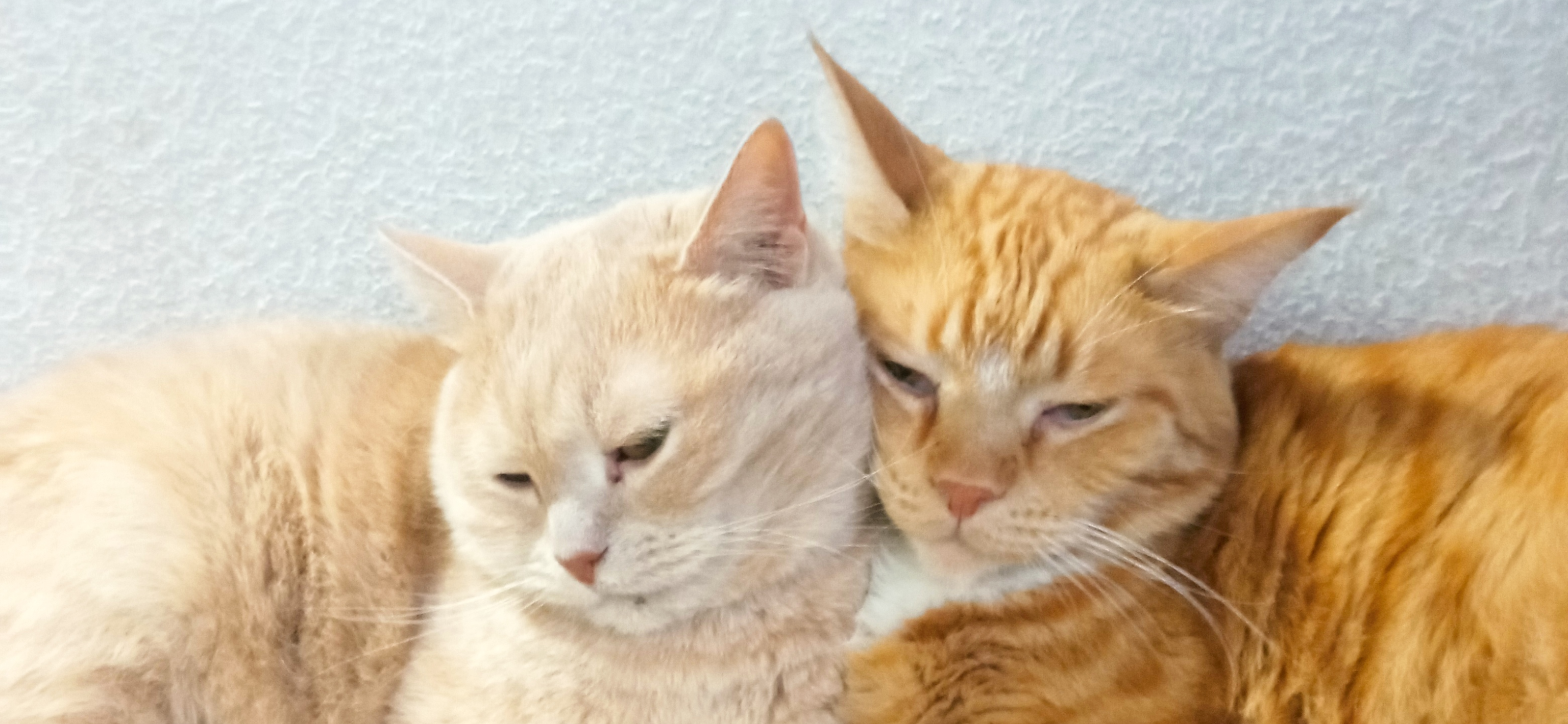 Фото питомцев: четыре кота и три собаки демонстрируют дружбу