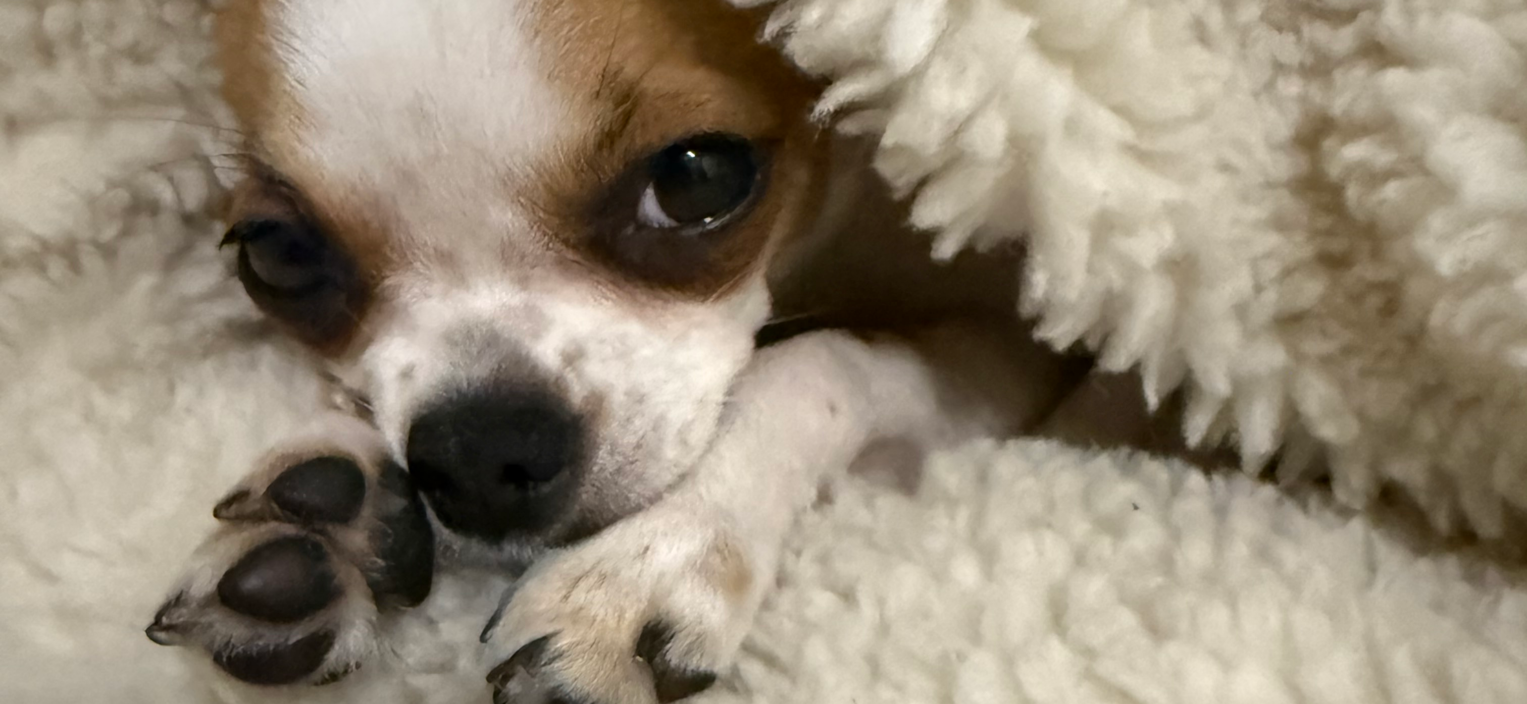 Фото питомца: чихуахуа Ляля на фотосессии