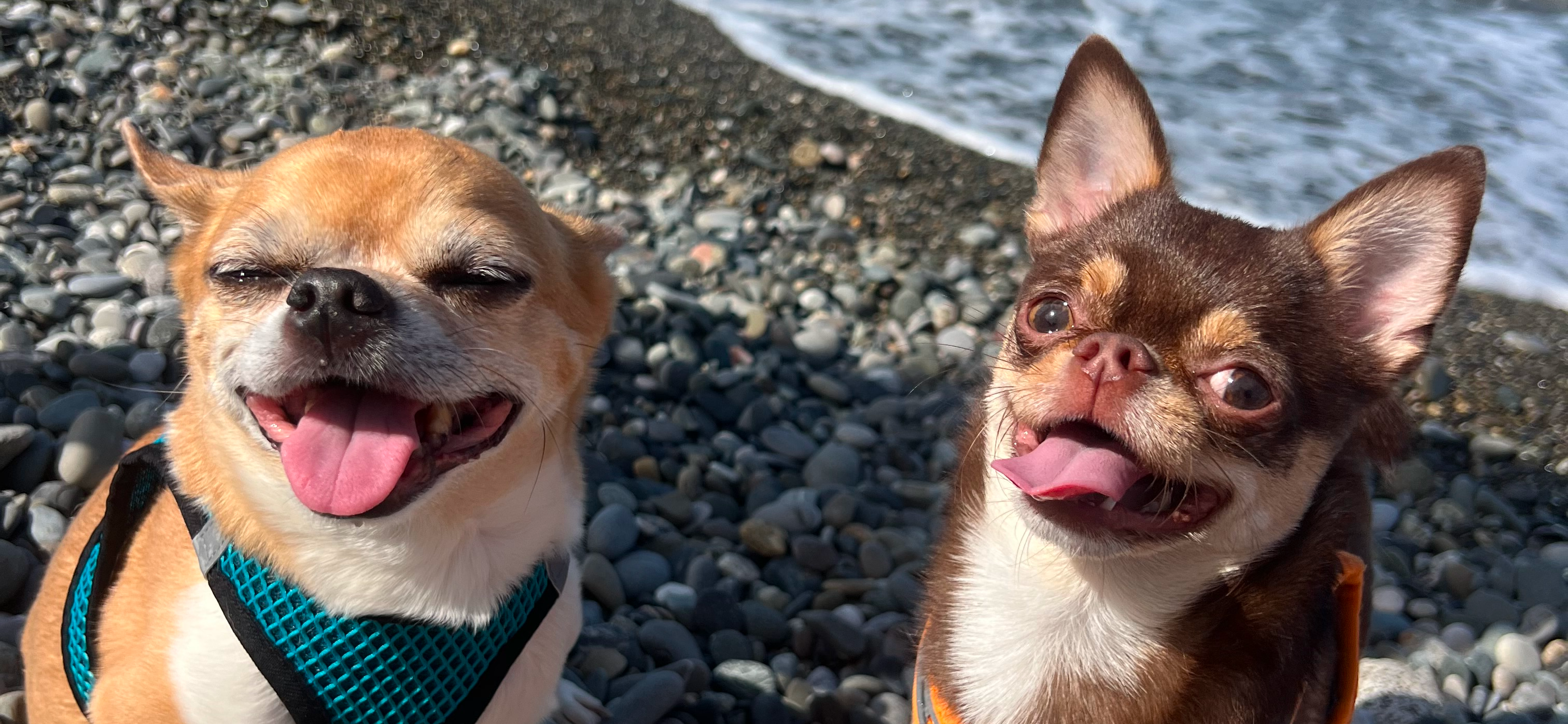 Фото питомцев: чихуахуа радуются морю