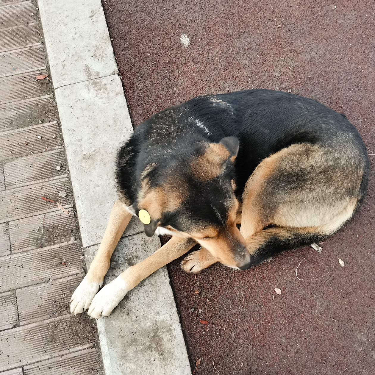 В Тбилиси много бездомных собак. Они чипированы и стерилизованы. В основном ласковые, спокойные, но случается всякое