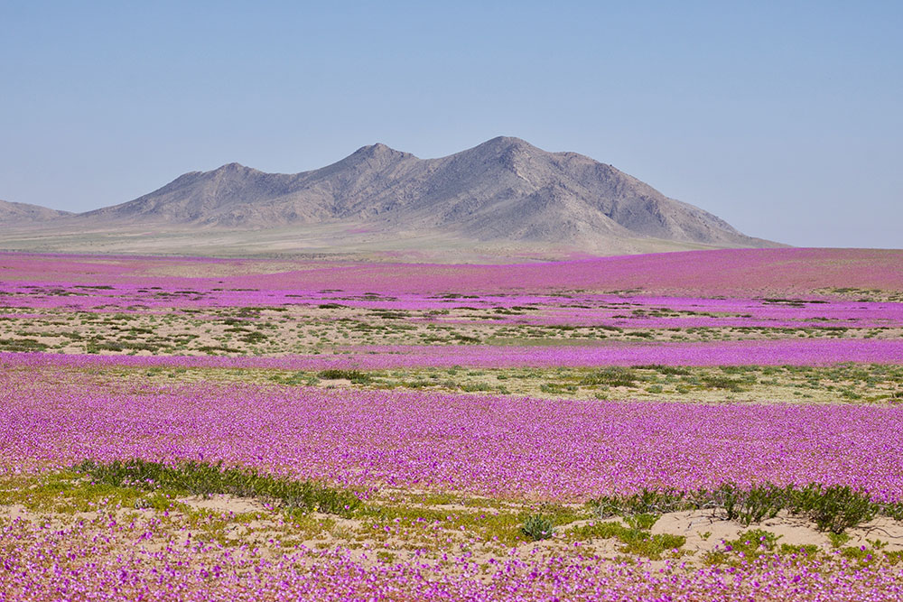 Цветение Атакамы весной. Источник: Cesar Gonzalez Palomo / Shutterstock