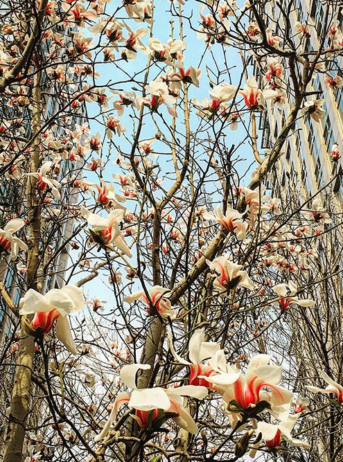 С конца марта до середины апреля в Пекине цветут магнолии