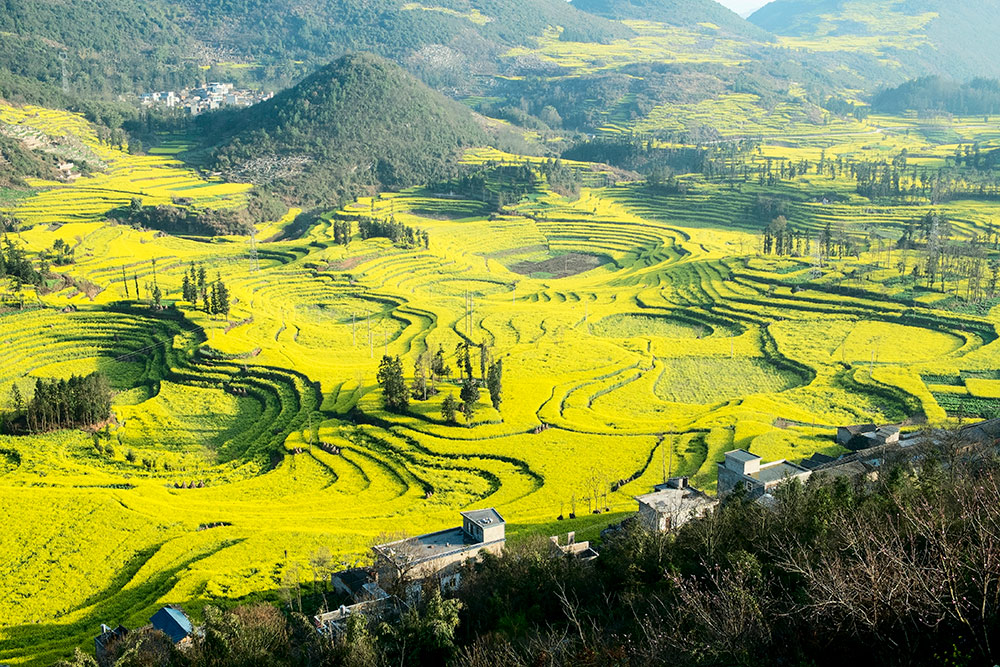 Чайные плантации в провинции Юньнань. Фото: Su Jianfei / Shutterstock