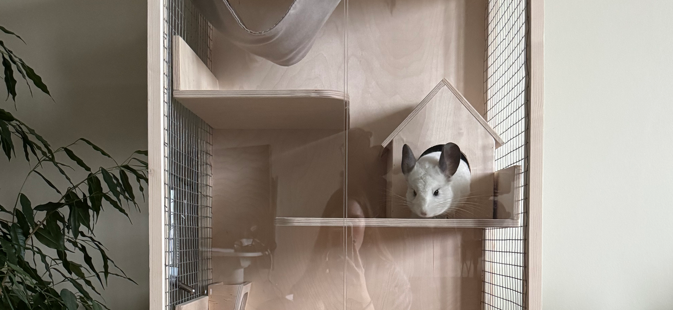 Я живу с шиншиллой Каспером и трачу на его содержание около 1 000 ₽ в месяц