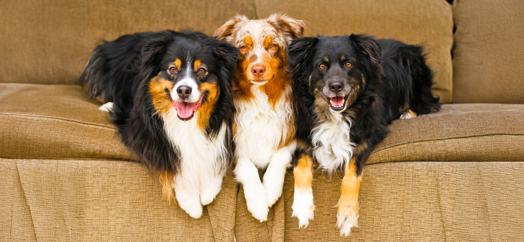 «Есть отдельный диван для песиков»: 3 спо­соба найти ситтера для питомца