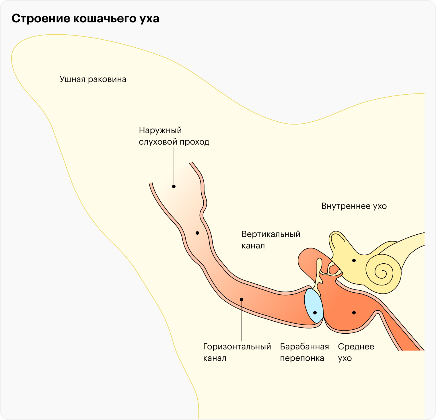 Как чистить уши кошке и нужно ли это делать: советы и инструкция