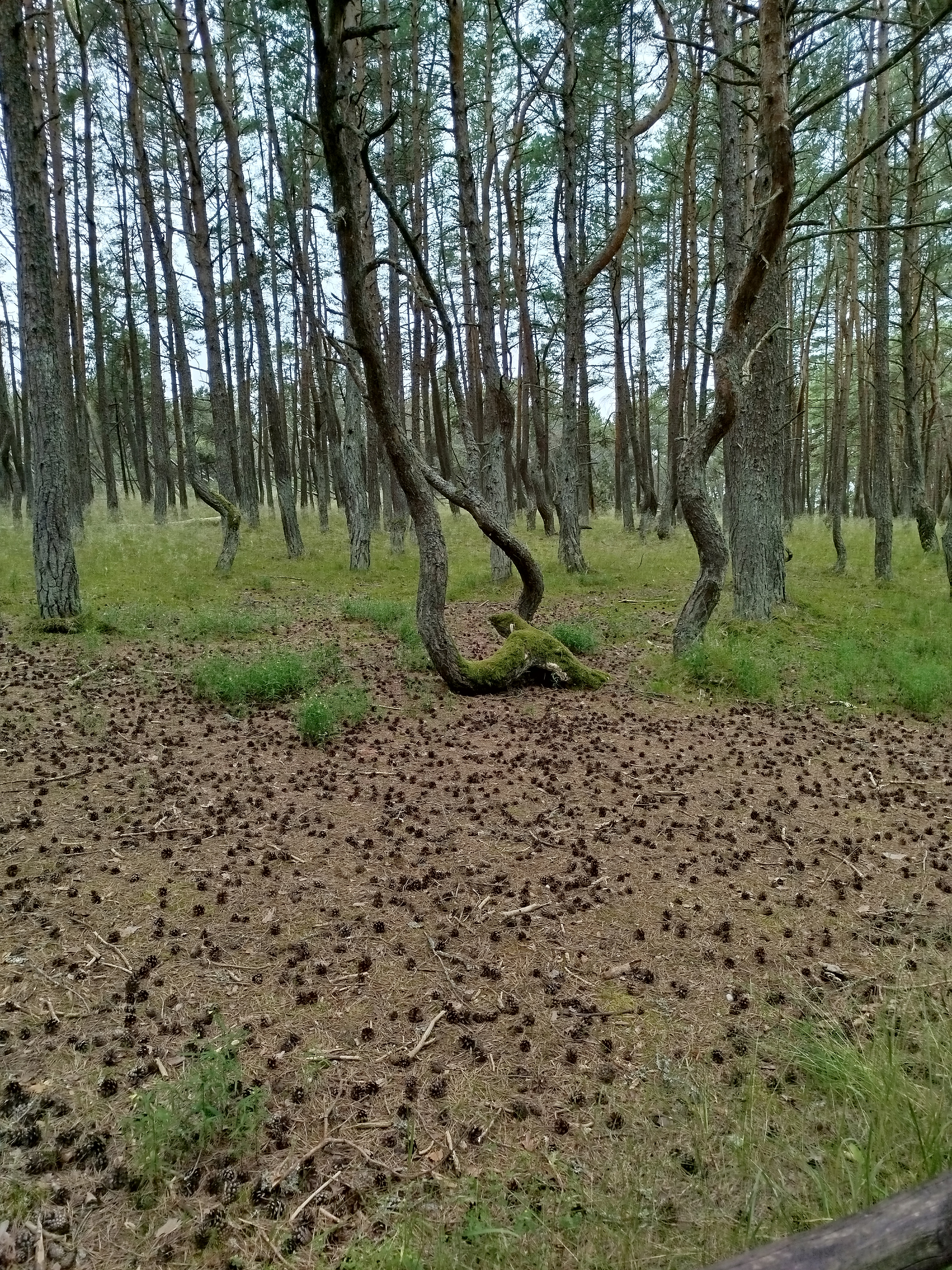Лес