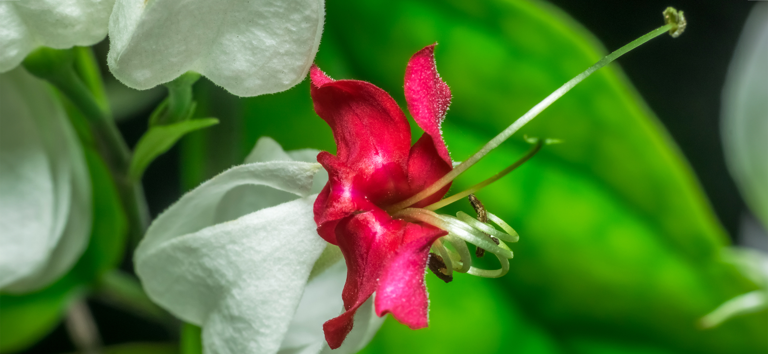 Как вырастить клеродендрум с крупными цветами