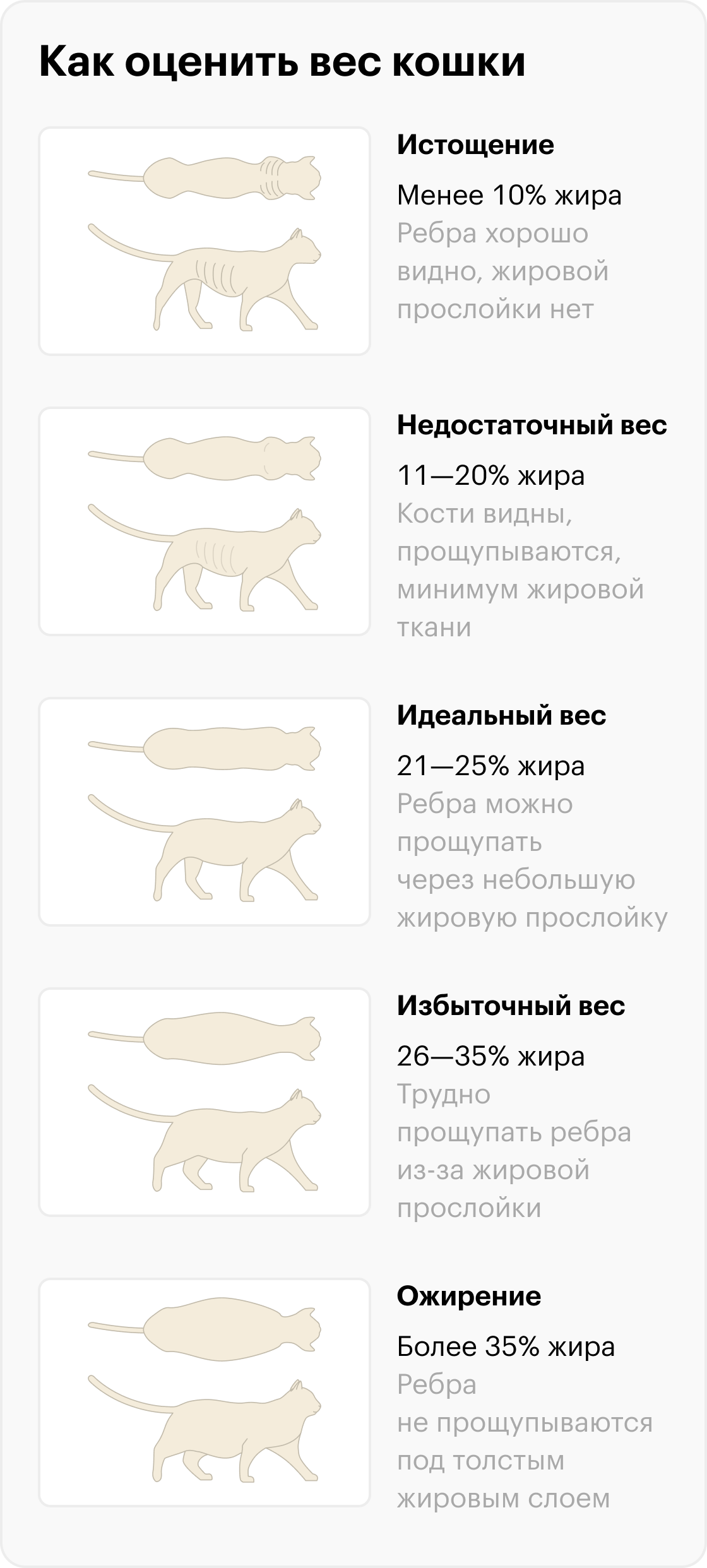 Болезни кошек: 12 заболеваний с симптомами и способами лечения