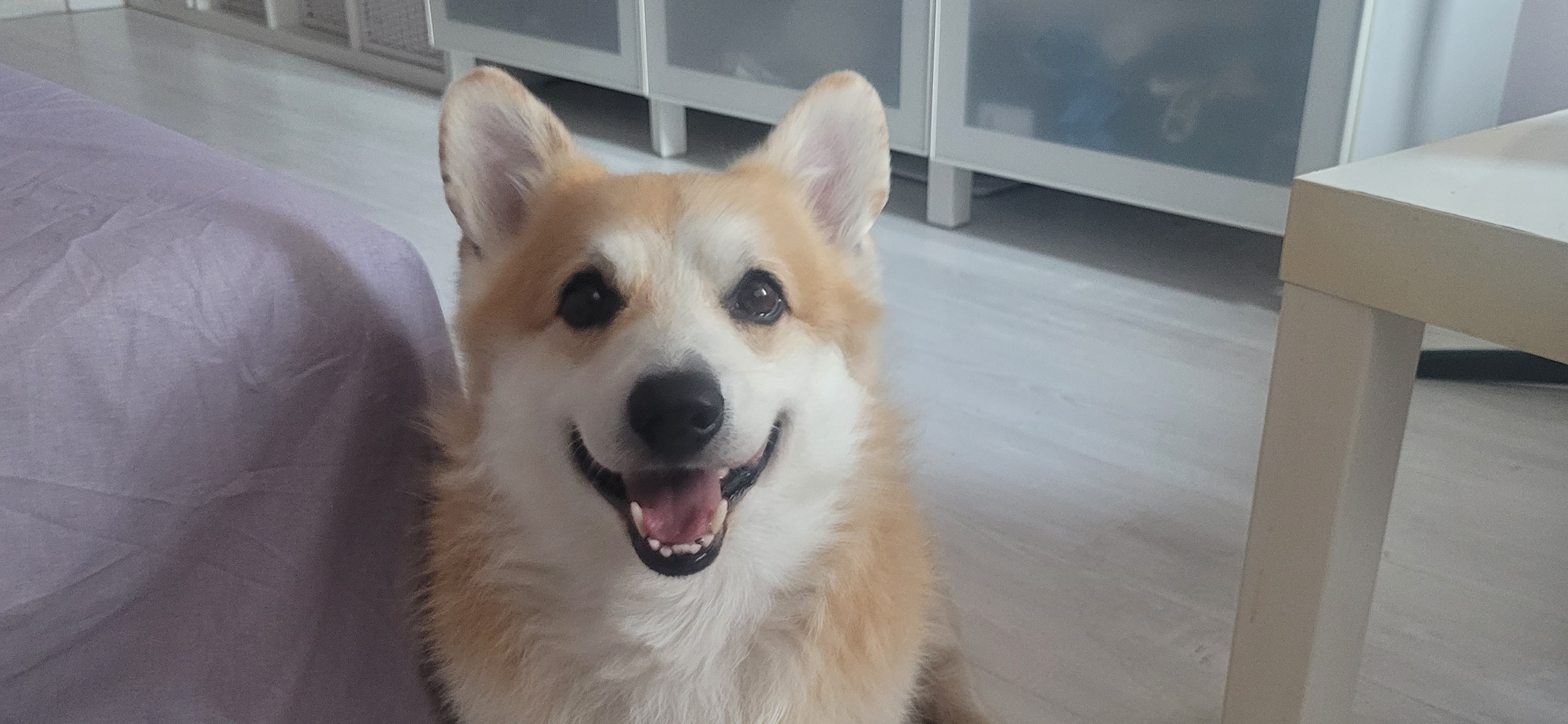 Фото питомца: корги Филя радуется предстоящей прогулке