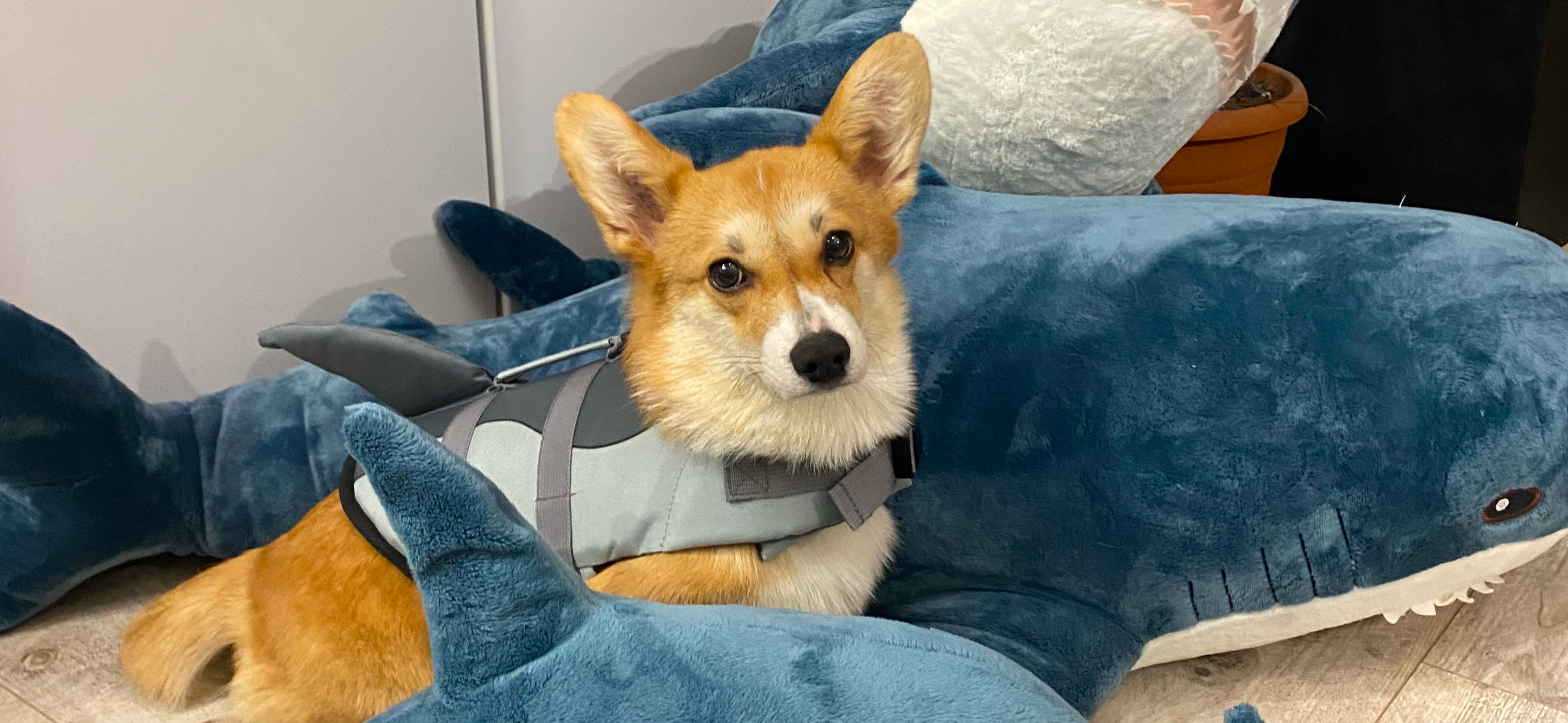 Фото питомца: корги Карамель среди акул