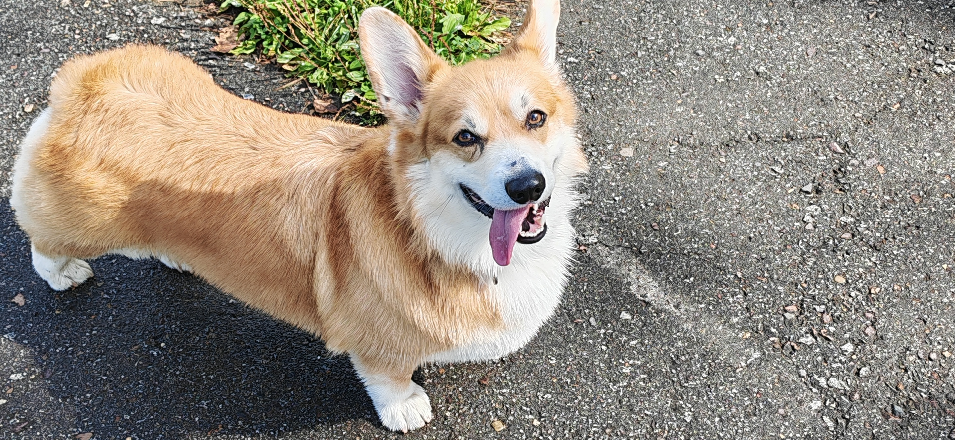Фото питомца: корги Смайл наслаждается жизнью